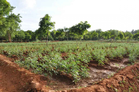 Cultivation on Campus