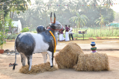 Pongal-Vizha-2024-16