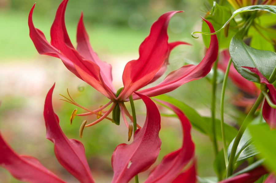 Gloriosa superba Healing Secrets