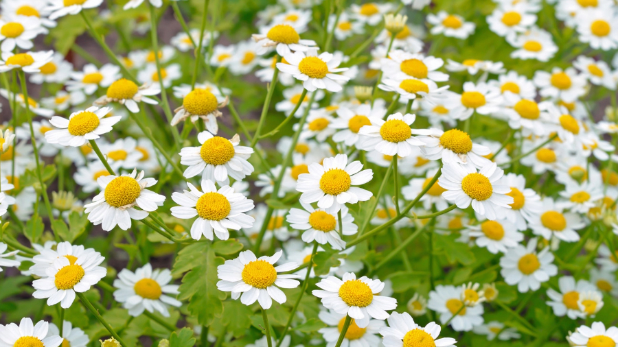 Exploring the Wonders of Feverfew: A Natural Remedy for Various Ailments