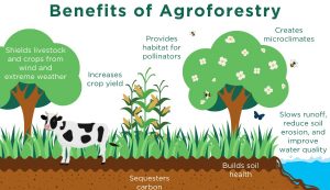 Agroforestry