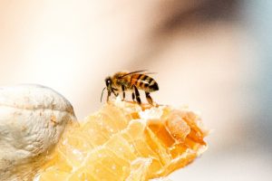 Solar bee farms