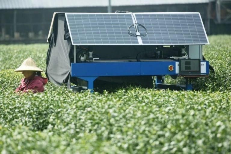 The Role of AI in Overcoming Labor Challenges in Tea Plantations ...