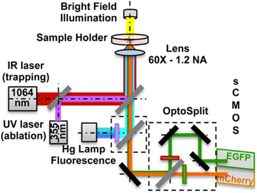 Unveiling the Cellular Orchestra: Advanced Imaging Techniques for Multiple Signals