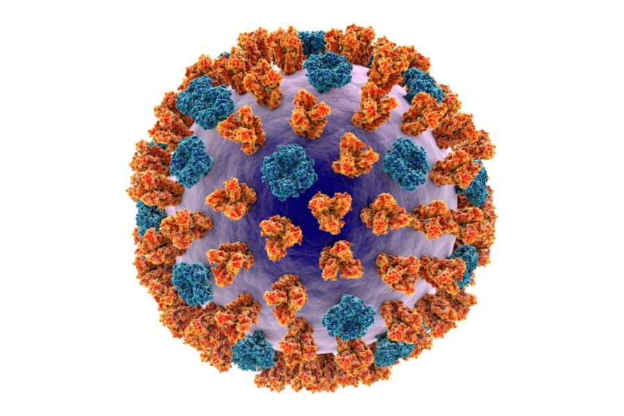 Human Respiratory Syncytial Virus