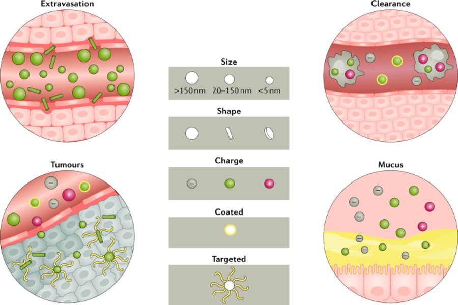 Advancements in Cancer Treatment: Harnessing Nanoparticles for Precision Therapy