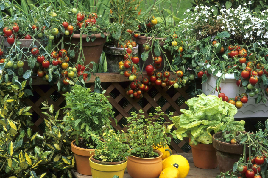 Urban Gardening