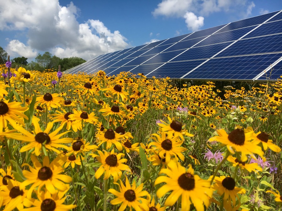 Solar bee farm