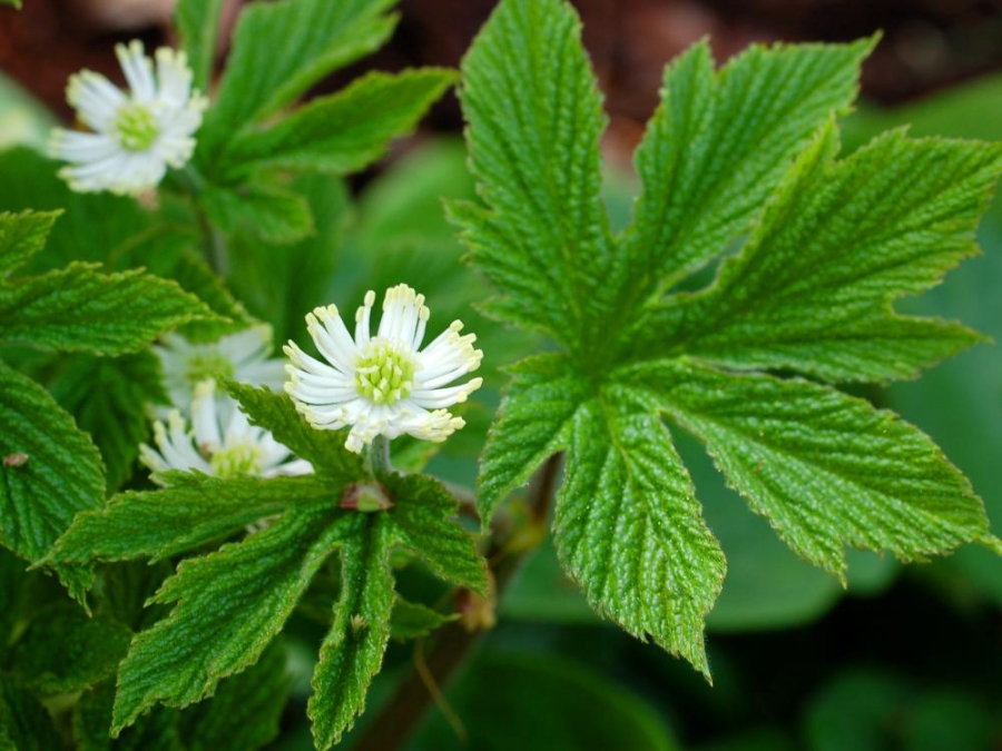 Goldenseal