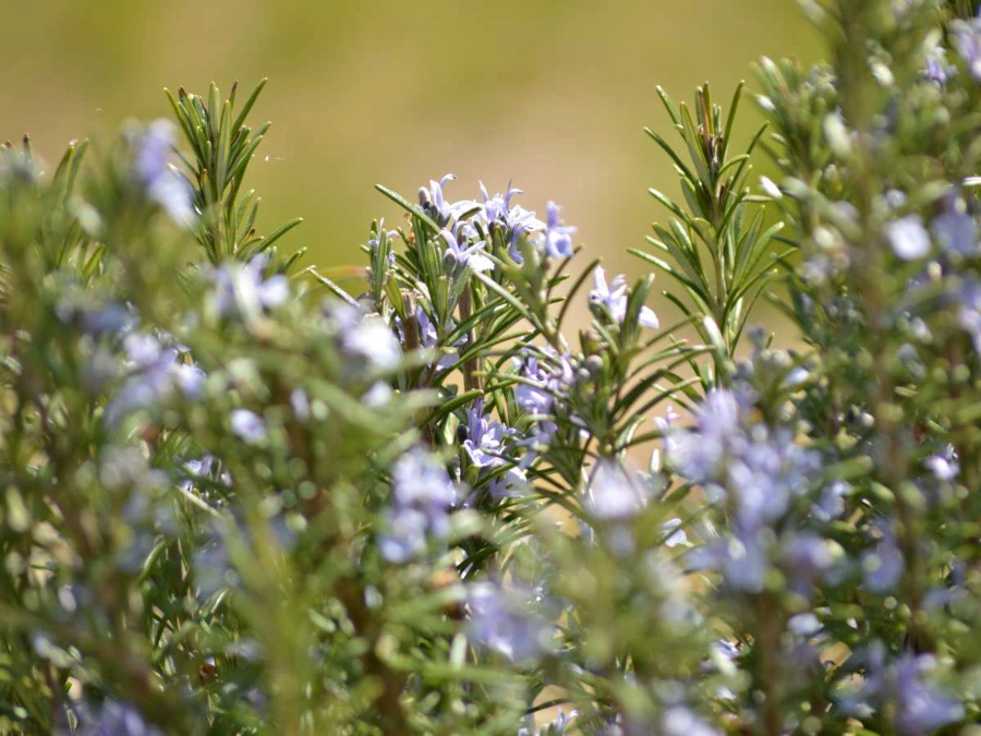 Rosemary: The Versatile Herb for Culinary and Wellness