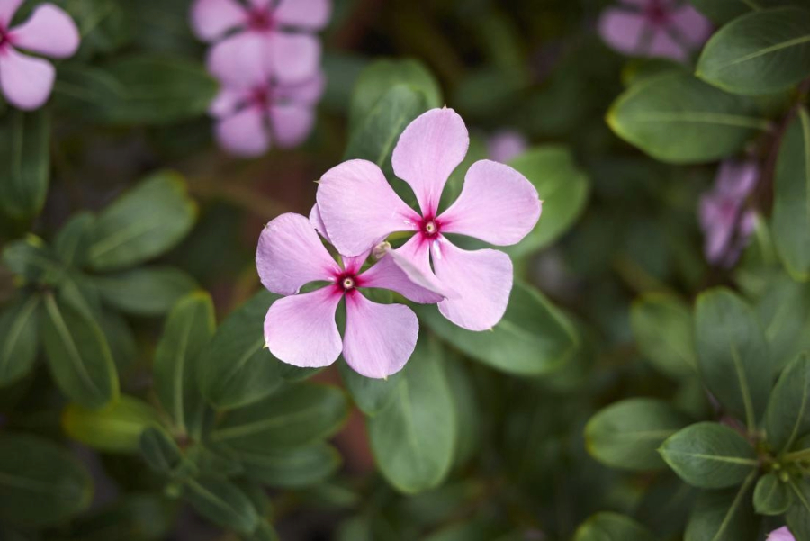 Medicinal Potential of the Rose Lily Plant in Cancer Treatment